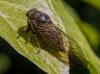 Tibicina haematodes
